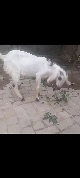 Bakra for sale 2 dant — photo 2