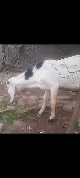 Bakra for sale 2 dant — photo 3