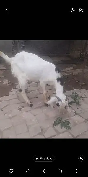 Bakra for sale 2 dant — photo 4