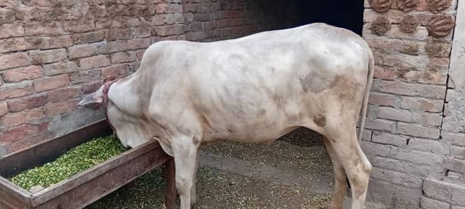 Desi Sahiwal krass bachri