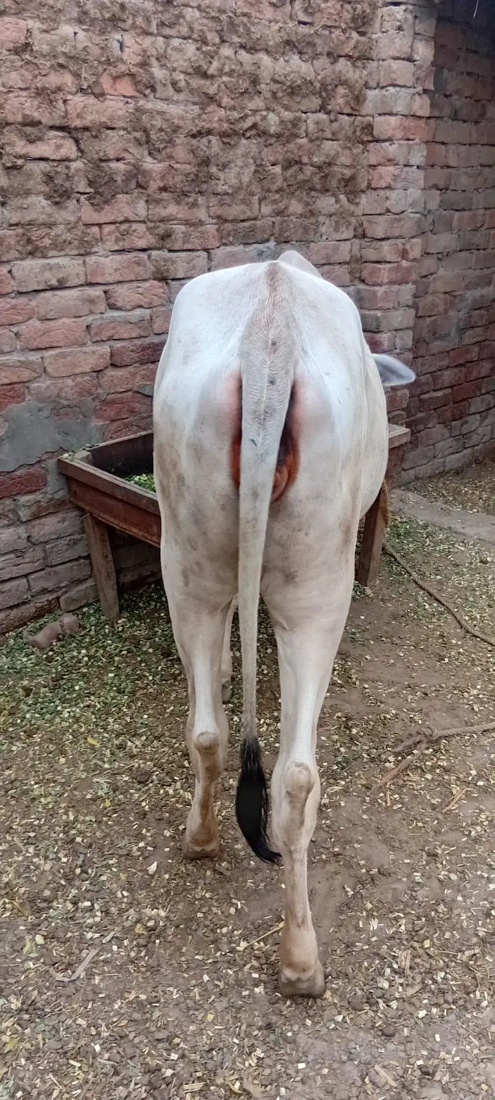 Desi Sahiwal krass bachri — photo 2