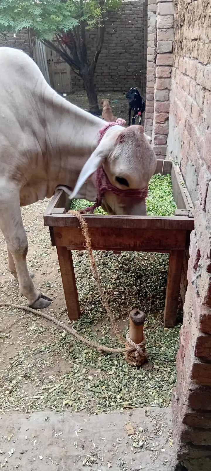 Desi Sahiwal krass bachri — photo 3