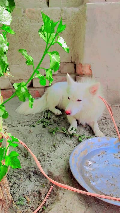 Russian dog