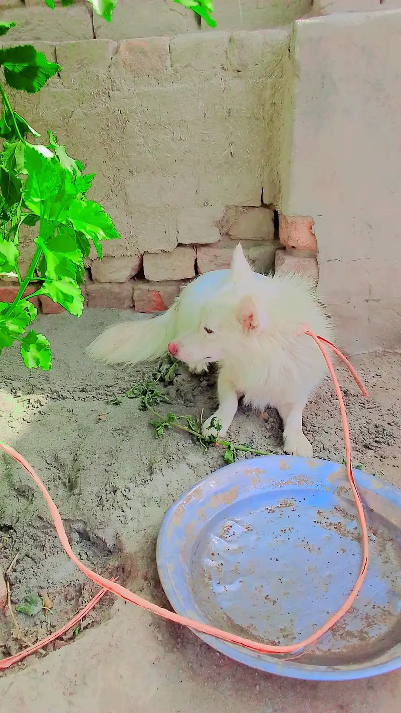 Russian dog — photo 2