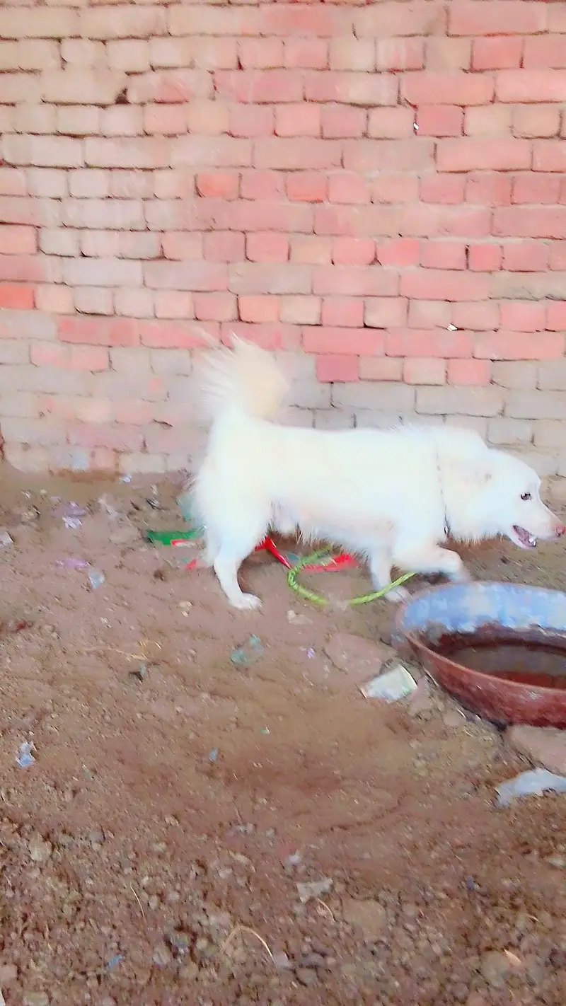 Russian dog — photo 3