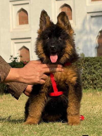 German shepherd puppies contact WhatsApp contact [0343=24=55=191]