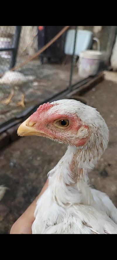 shamo aseel chicks