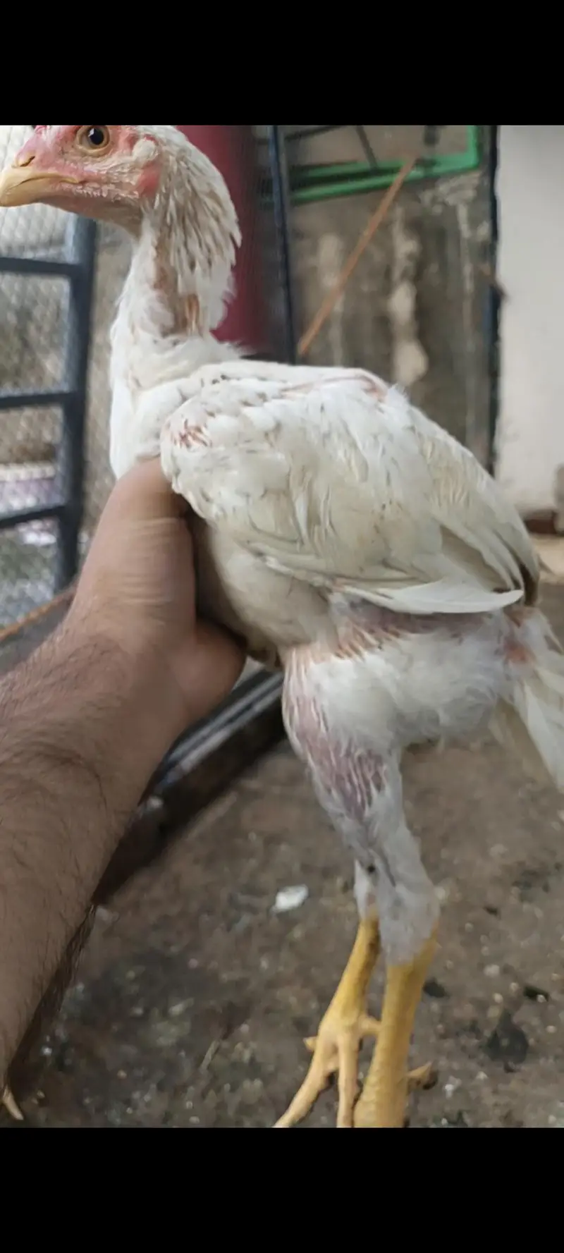 shamo aseel chicks — photo 2
