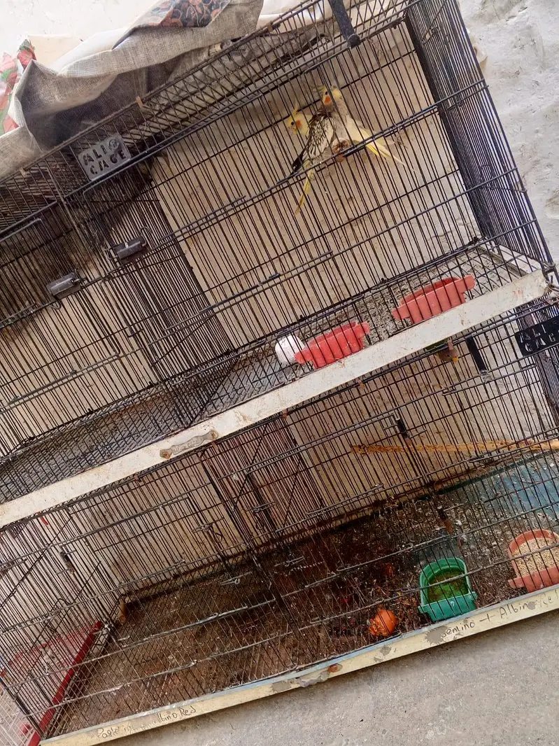 heavy cage for sale best for ringnecks and raw parrots — photo 2