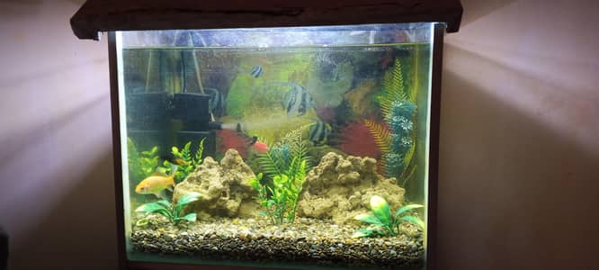 Fish aquarium+fish