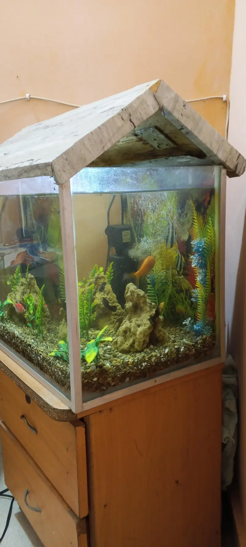 Fish aquarium+fish — photo 2