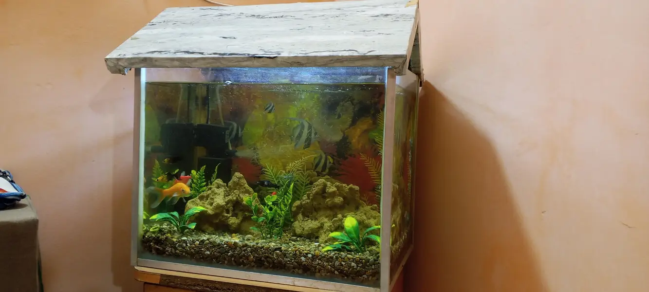 Fish aquarium+fish — photo 3