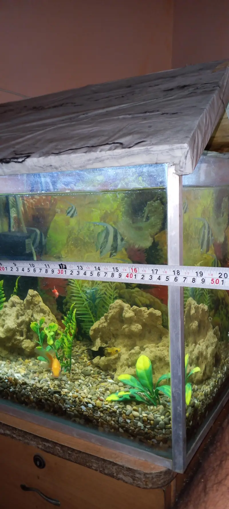 Fish aquarium+fish — photo 4