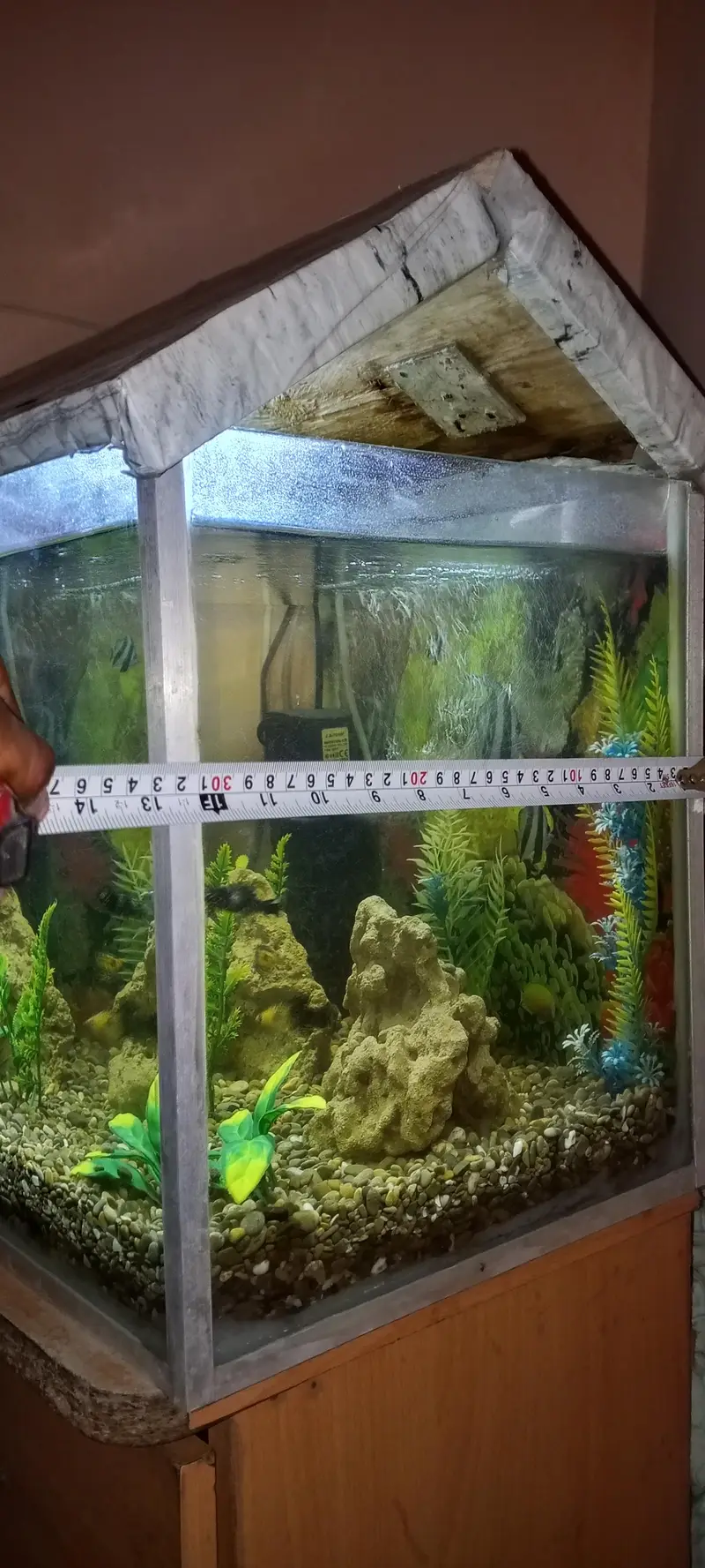 Fish aquarium+fish — photo 5