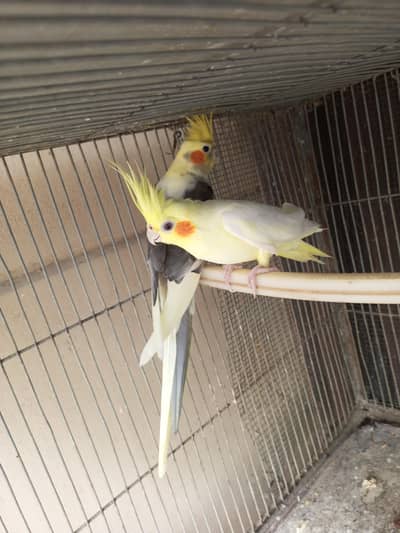 cream pied coacktaisl