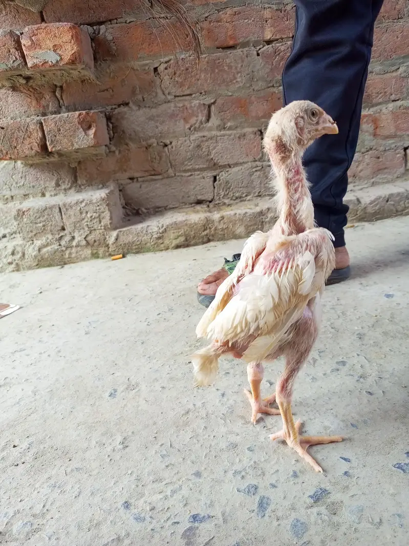 Top Quality Shame Chicks Available — photo 6