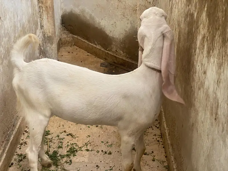gulabi bakra bakri pair Urgent sale — photo 2