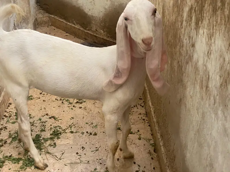 gulabi bakra bakri pair Urgent sale — photo 3