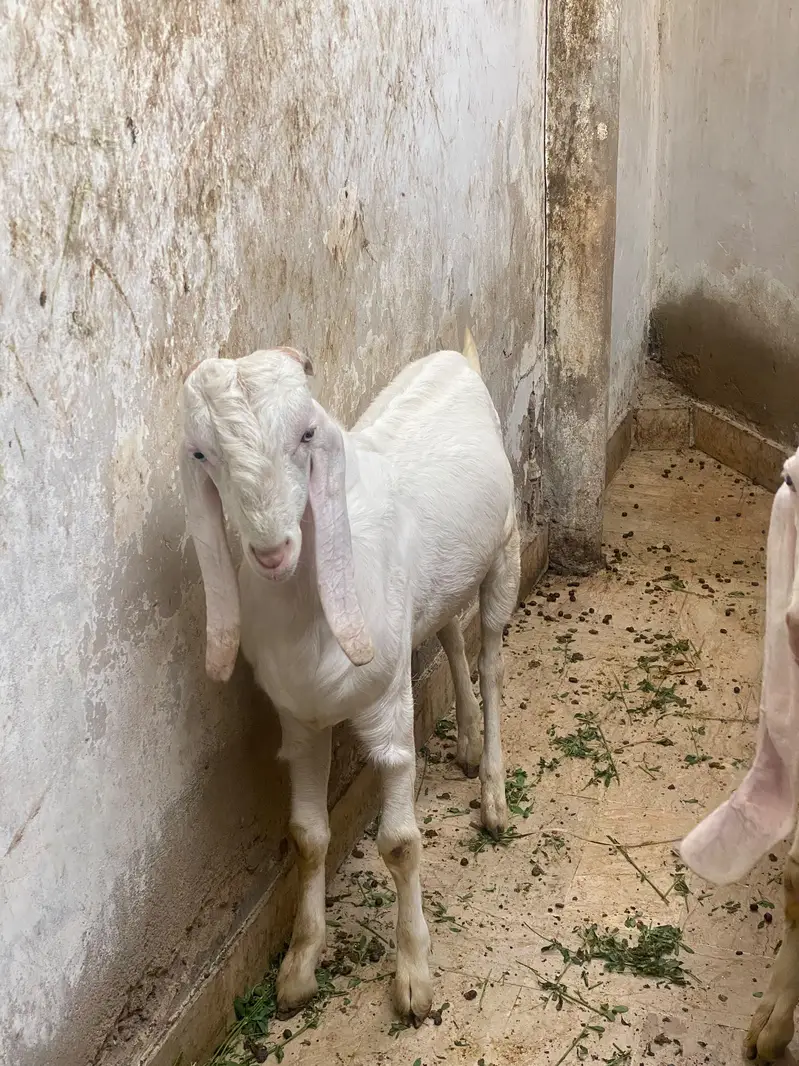 gulabi bakra bakri pair Urgent sale — photo 4