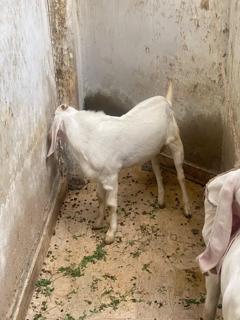gulabi bakra bakri pair Urgent sale — photo 5