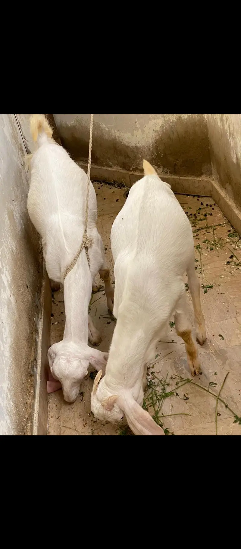 gulabi bakra bakri pair Urgent sale — photo 6