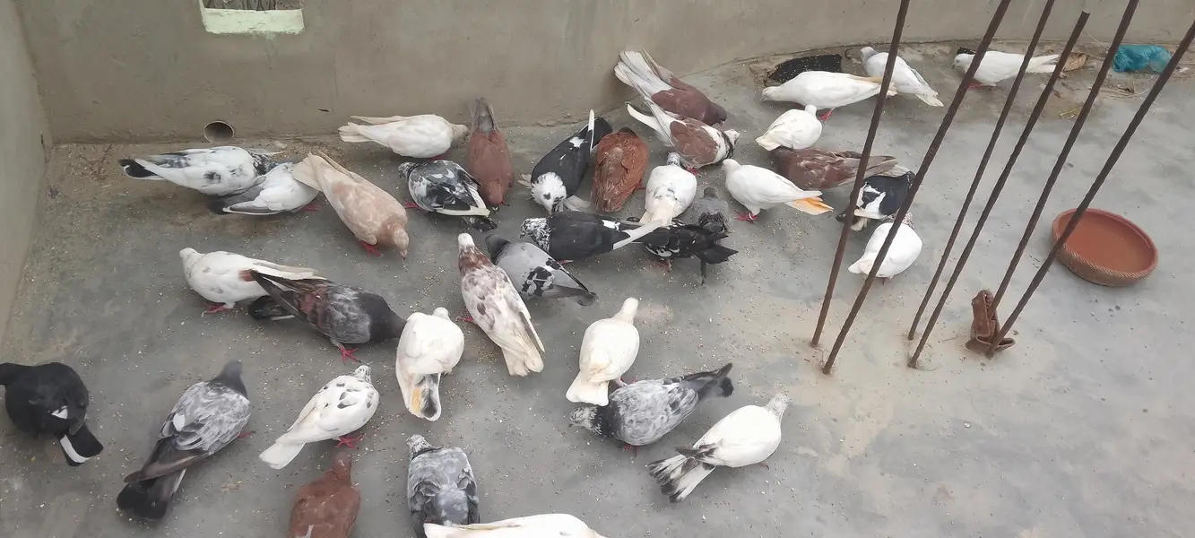 mix Kabutr hai — photo 2