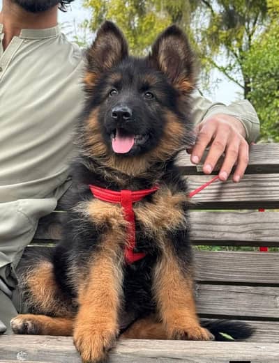 German shepherd puppies contact WhatsApp contact [0343=24=55=191]