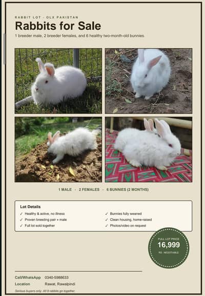 White Angora Rabbit Breeding Family | 3 Breeders + 6 Bunnies