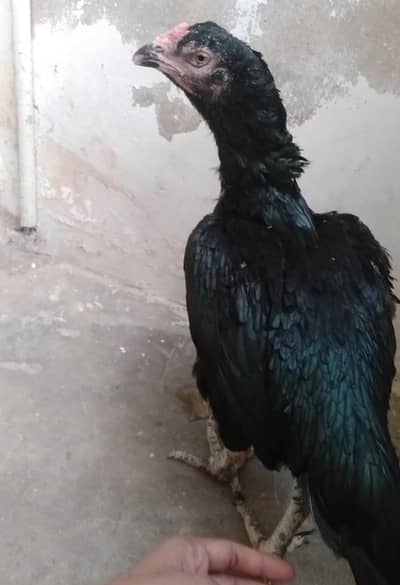 Puer lasani breeder female