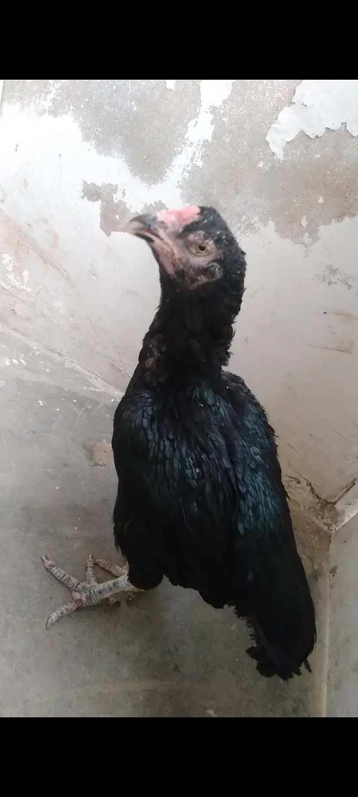 Puer lasani breeder female — photo 2