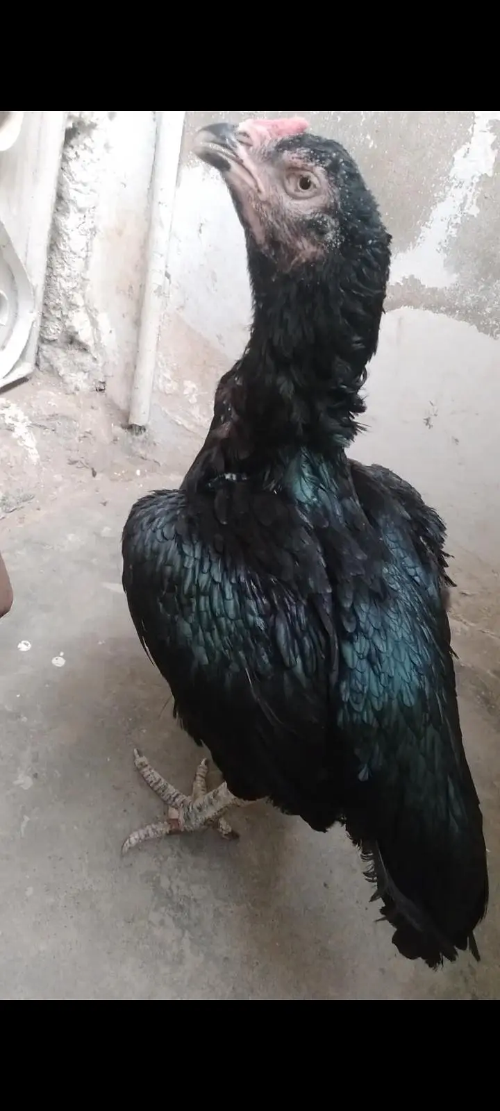Puer lasani breeder female — photo 3