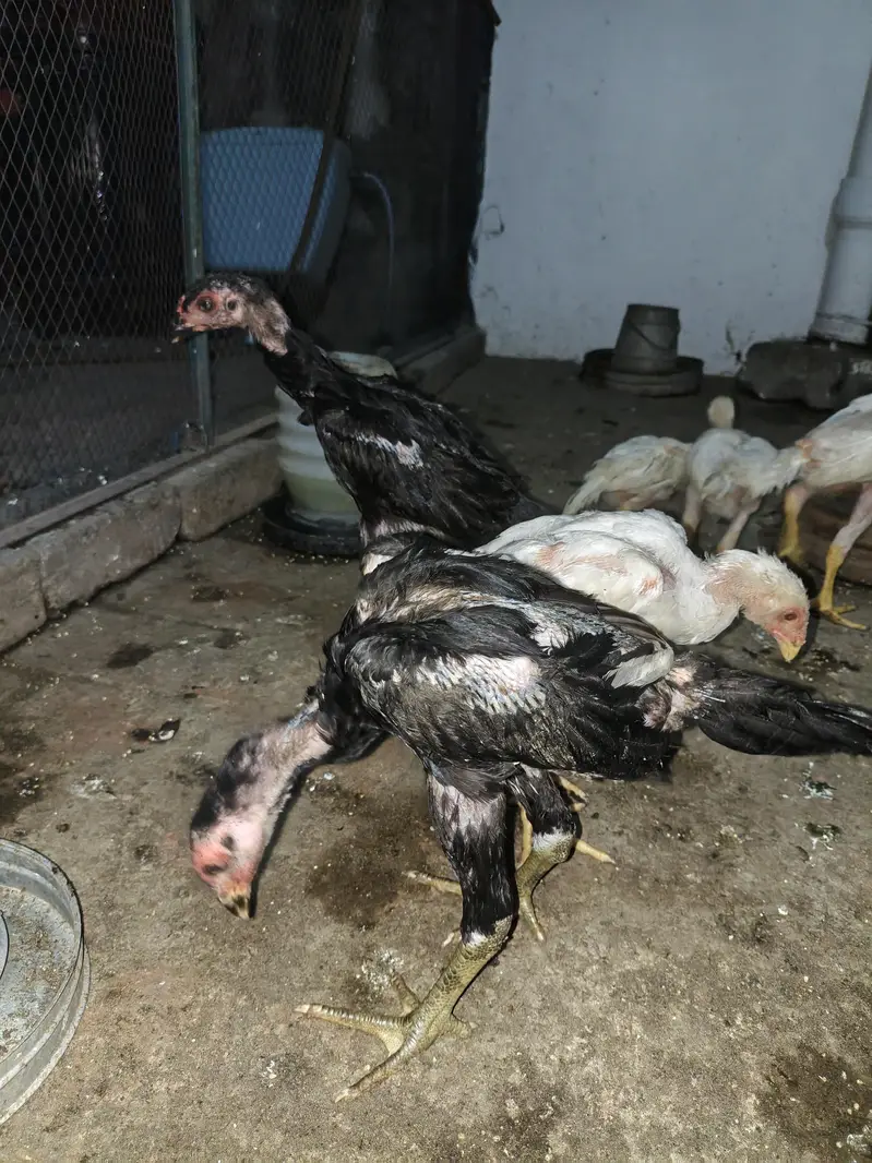 shamo aseel chicks — photo 3