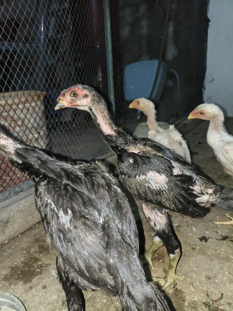 shamo aseel chicks — photo 4