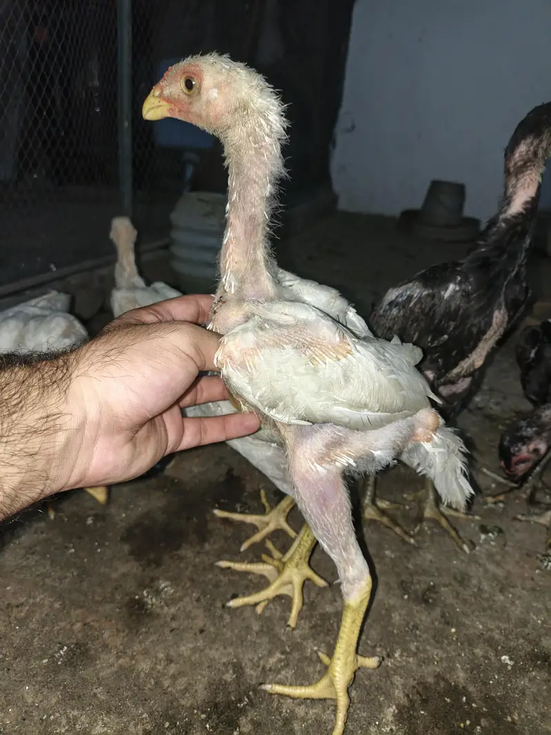 shamo aseel chicks — photo 5