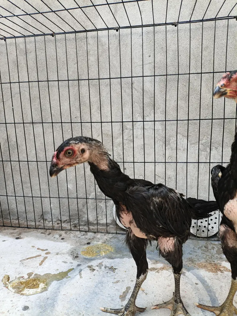 shamo aseel chicks — photo 6