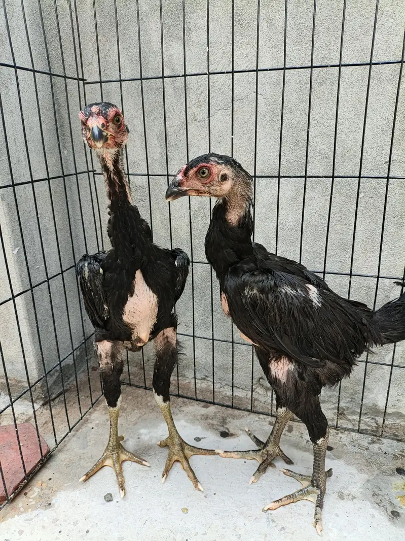 shamo aseel chicks — photo 7