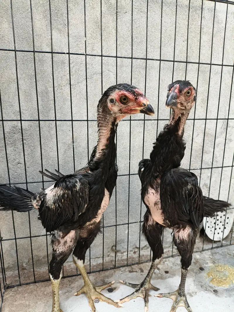 shamo aseel chicks — photo 8