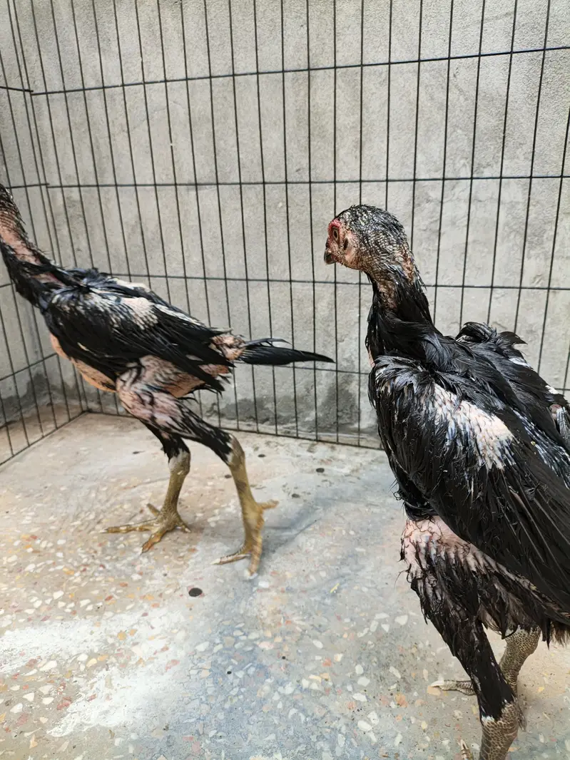 shamo aseel chicks — photo 9