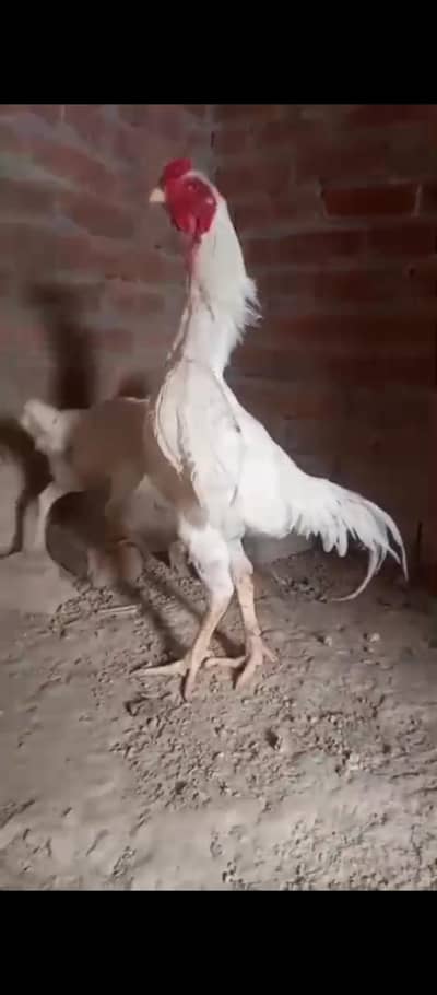 Top Quality Shamo Chicks Available