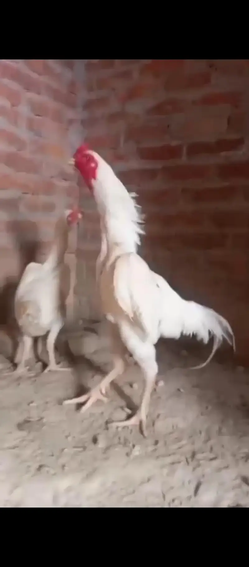 Top Quality Shamo Chicks Available — photo 2