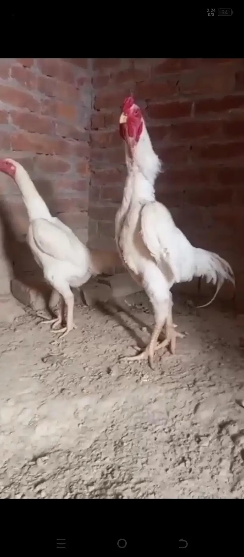 Top Quality Shamo Chicks Available — photo 3