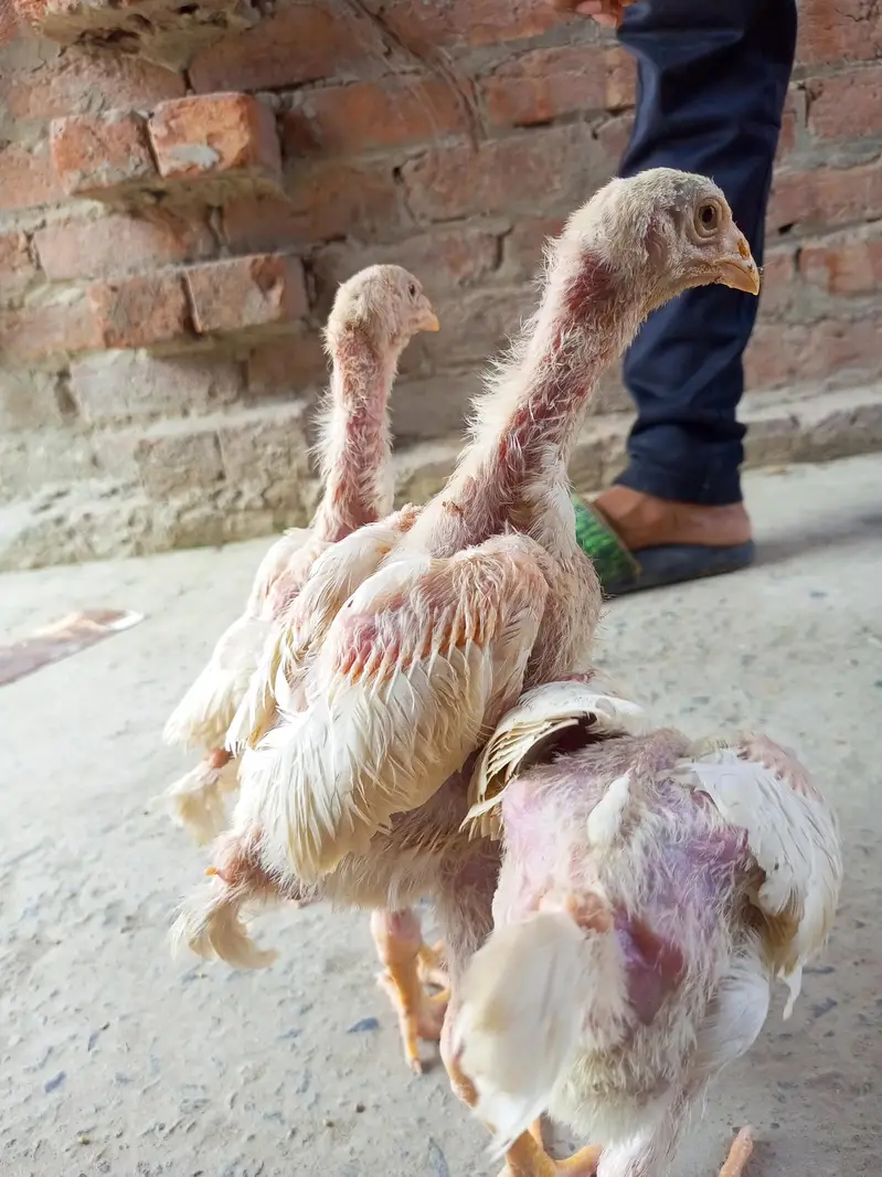Top Quality Shamo Chicks Available — photo 4
