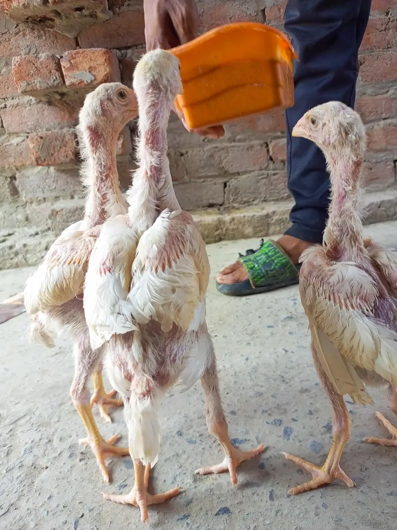 Top Quality Shamo Chicks Available — photo 5