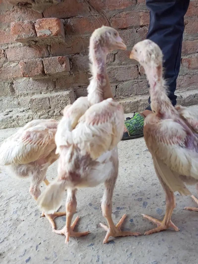 Top Quality Shamo Chicks Available — photo 7