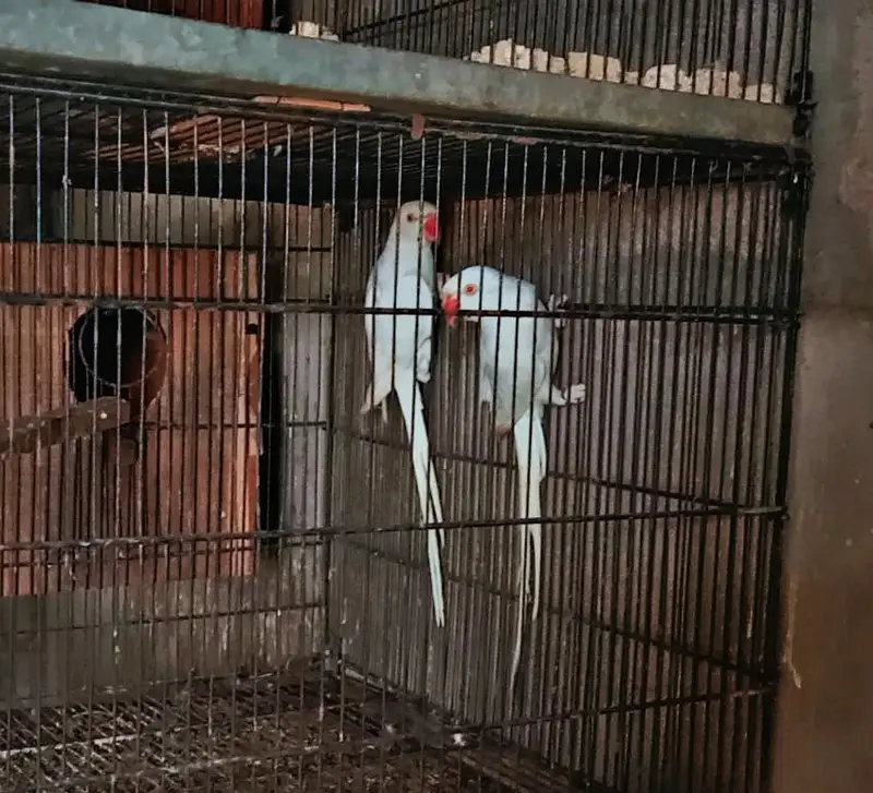White 2 males DNA tested — photo 3