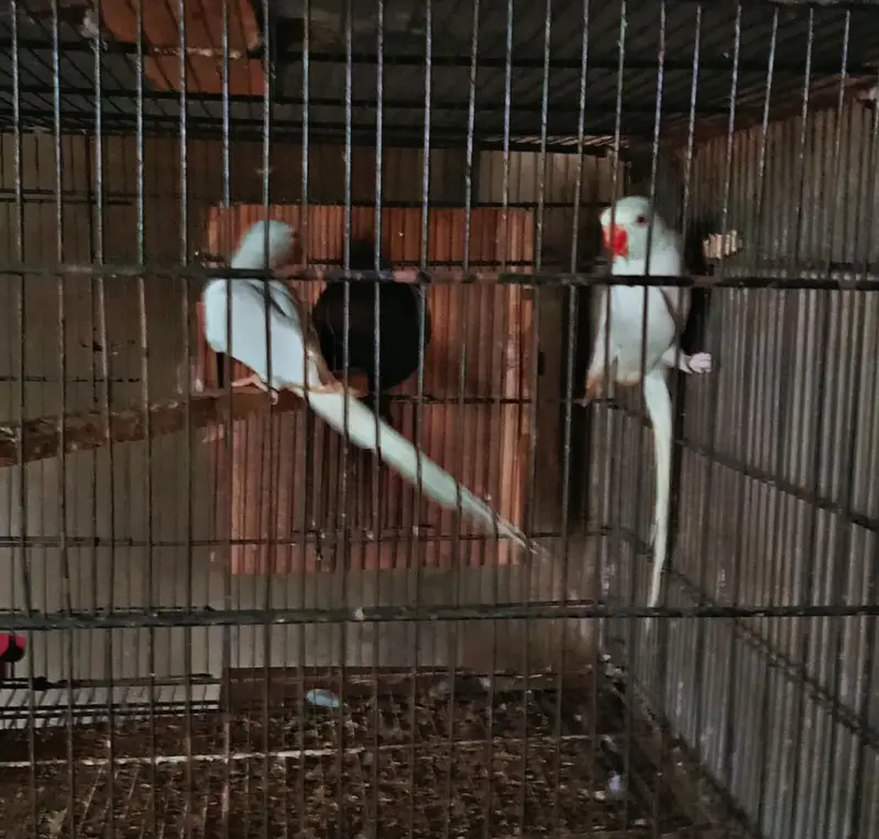 White 2 males DNA tested — photo 5