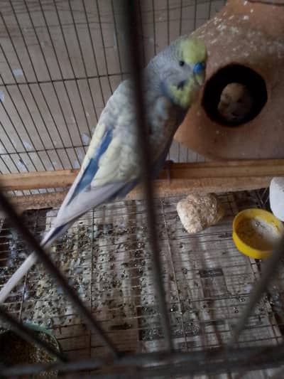 Australian parrot