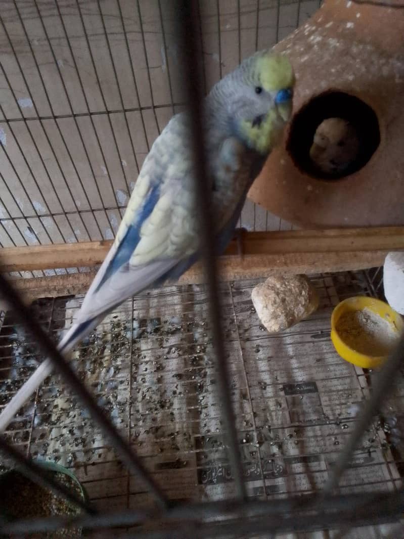 Australian parrot 0