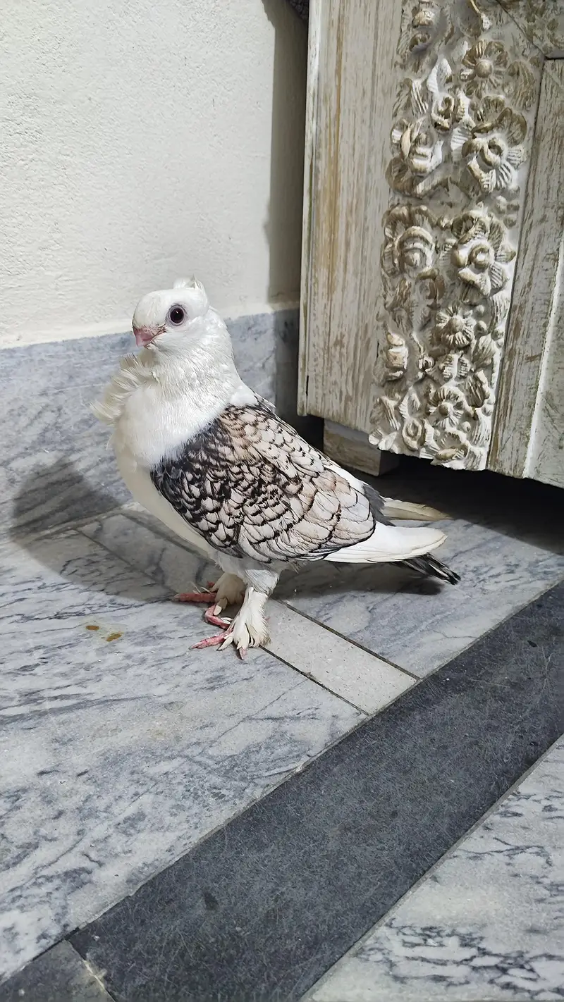 female (full advantage — photo 3