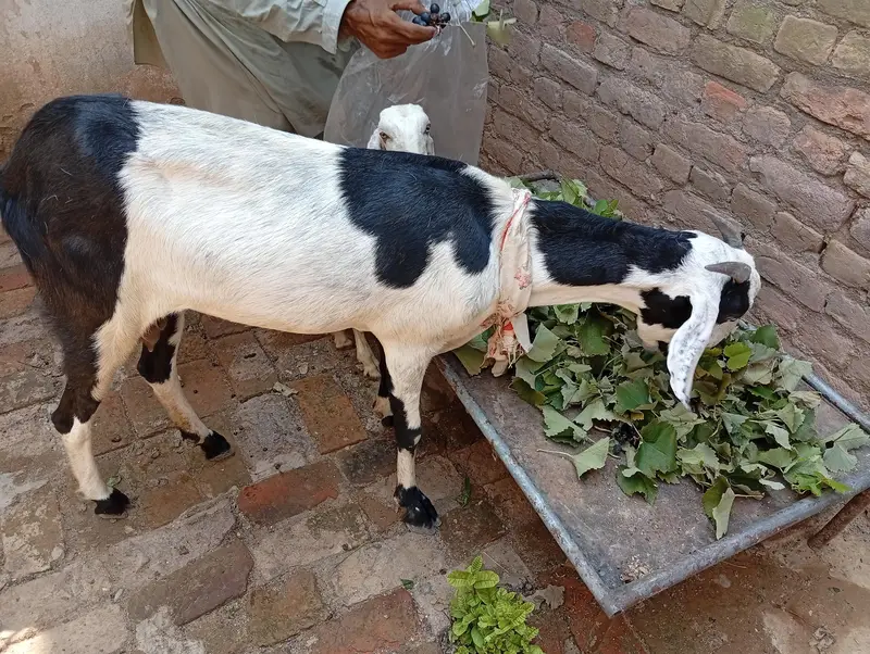 بہترین دیسی بکری، لمبی ٹانگیں، لمبائی اور اونچائی میں زبردست — photo 3